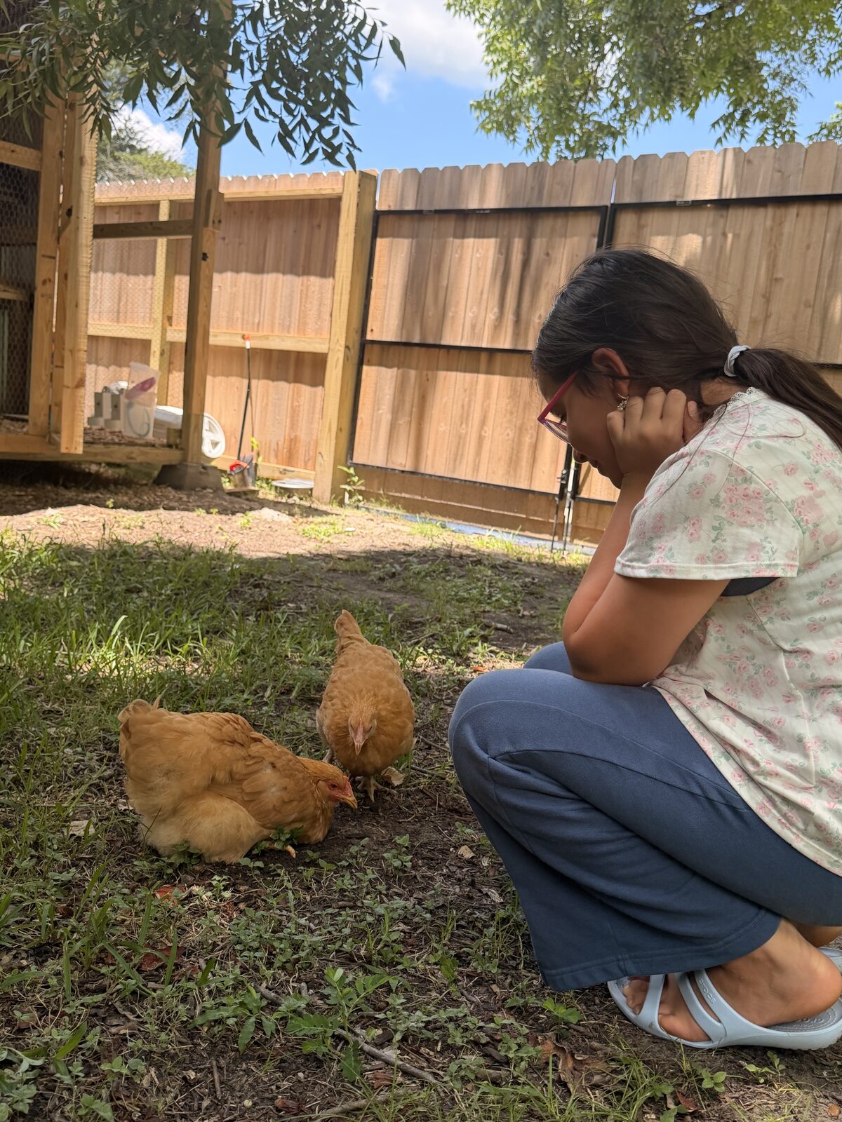 Child spending time with the free-range chickens near the coop