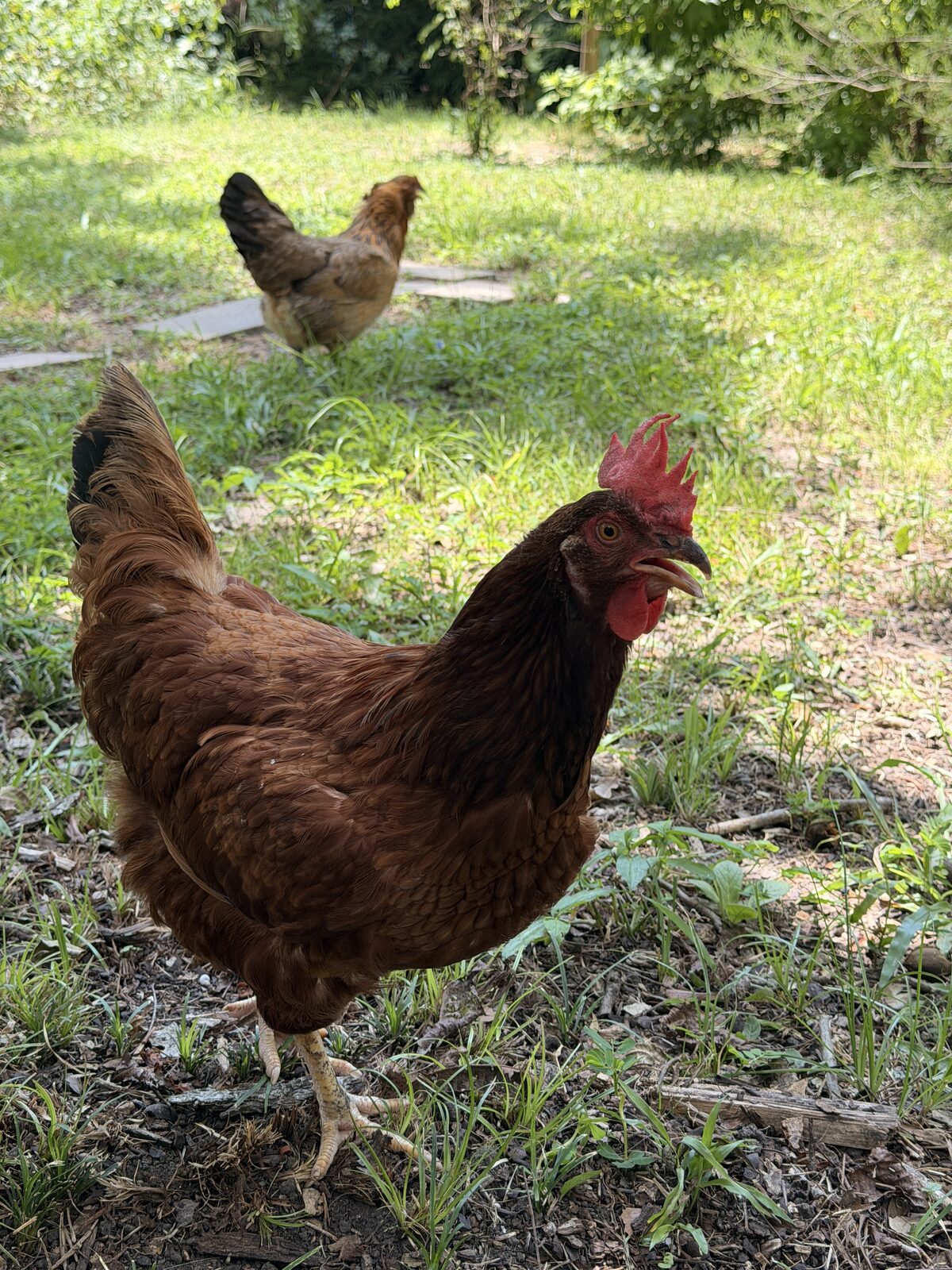 Free-range chickens roaming the grounds at The Ranch at CityCentre